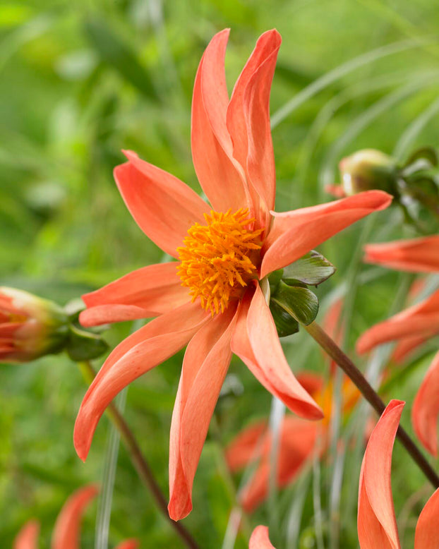Dahlia 'Honka Peach'