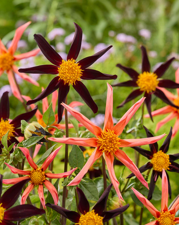 Dahlia 'Honka Peach'