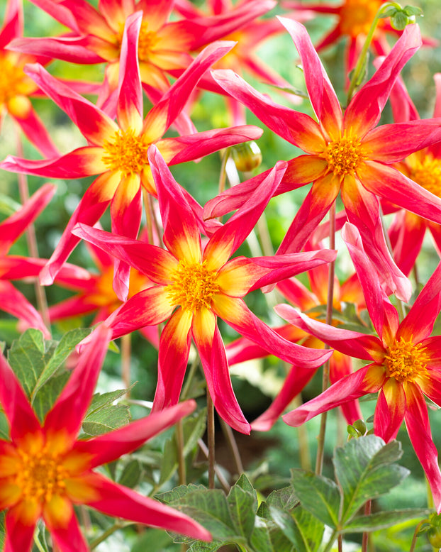 Dahlia 'Honka Surprise'