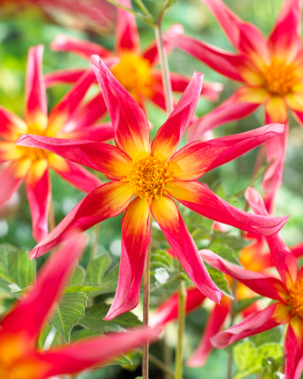 Dahlia 'Honka Surprise'