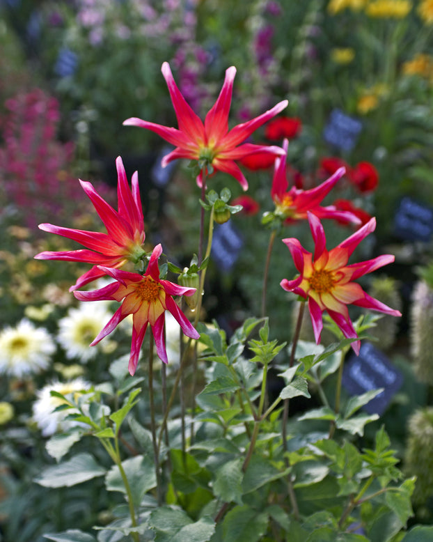 Dahlia 'Honka Surprise'