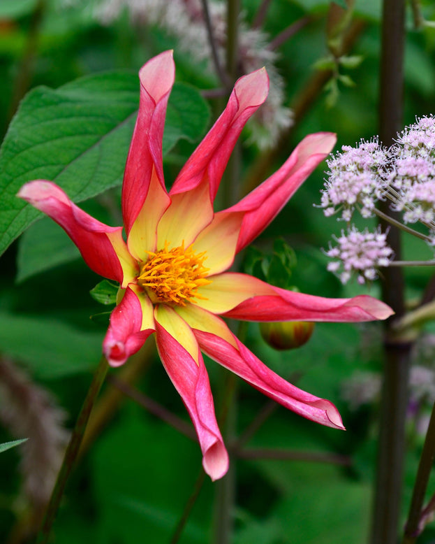 Dahlia 'Honka Surprise'