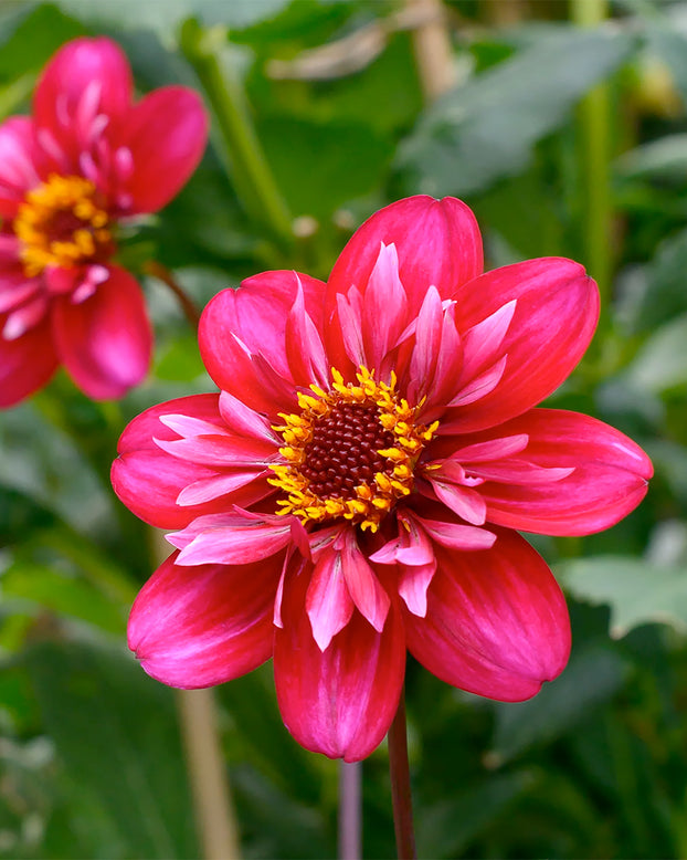 Dahlia 'Hootenanny Swan Island'