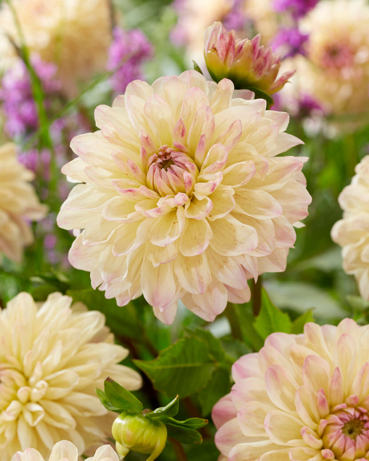 Dahlia 'Hotline'