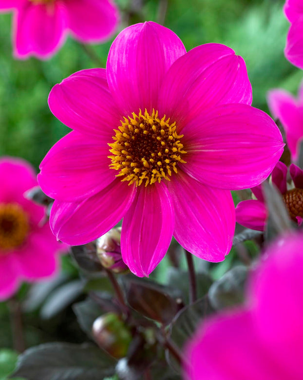 Dahlia 'HS Juliet'
