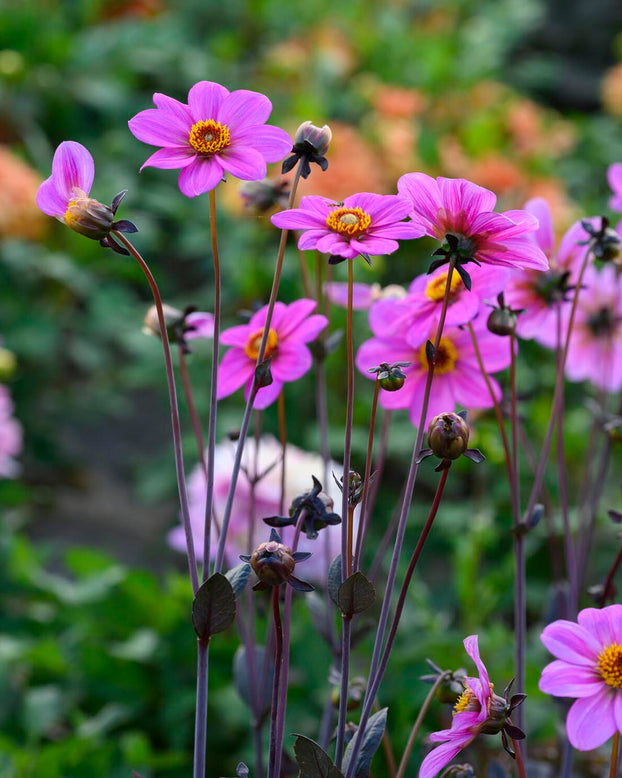 Dahlia 'HS Juliet'