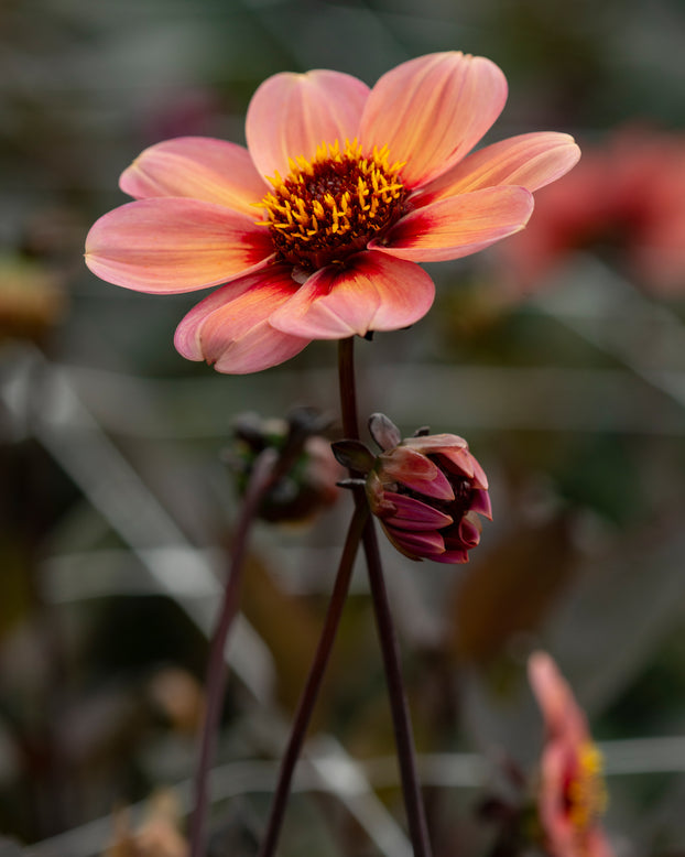 Dahlia 'HS Kiss'
