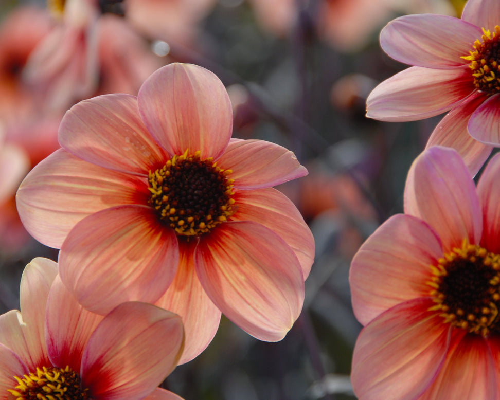 Dahlia 'HS Kiss'