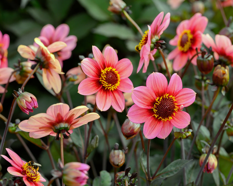Dahlia 'HS Kiss'