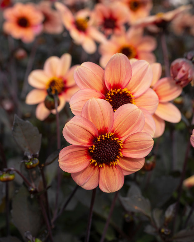 Dahlia 'HS Kiss'