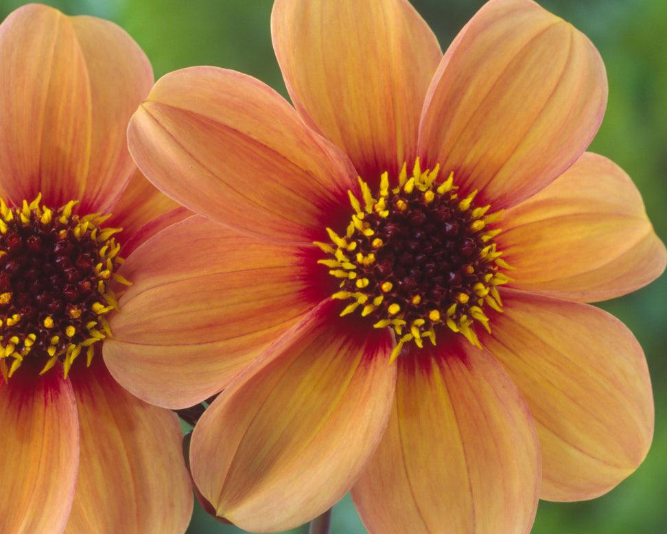 Dahlia 'HS Kiss'