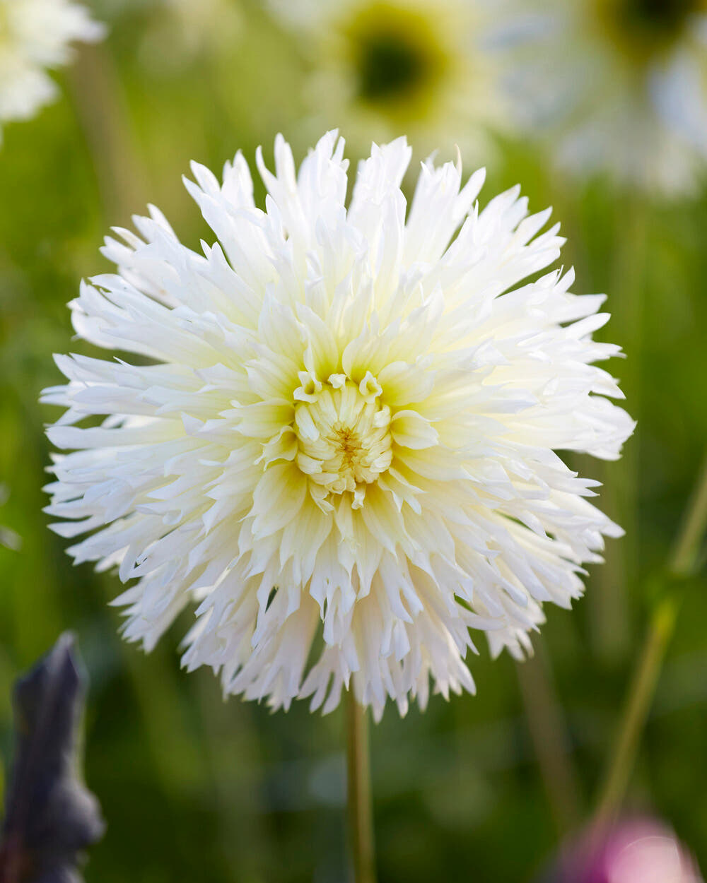 Dahlia 'Ice Crystal'