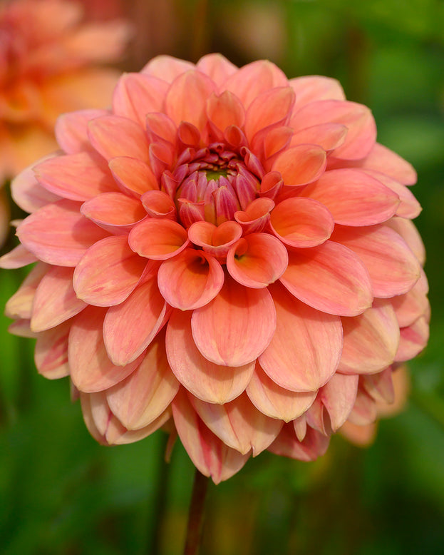 Dahlia 'Iced Tea'