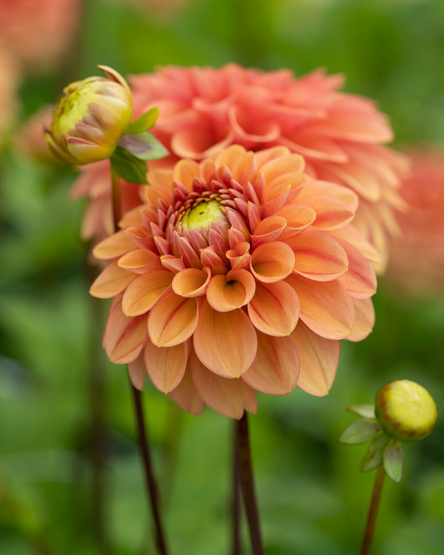 Dahlia 'Iced Tea'