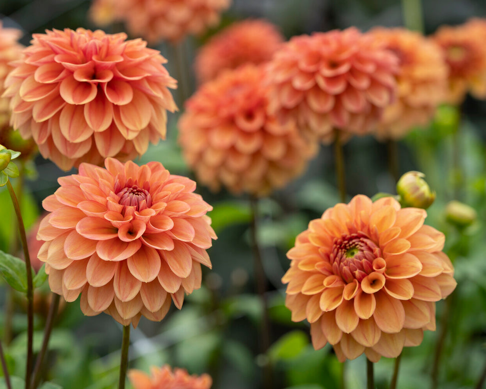 Dahlia 'Iced Tea'