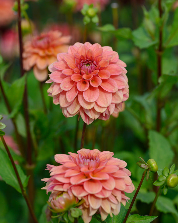 Dahlia 'Iced Tea'