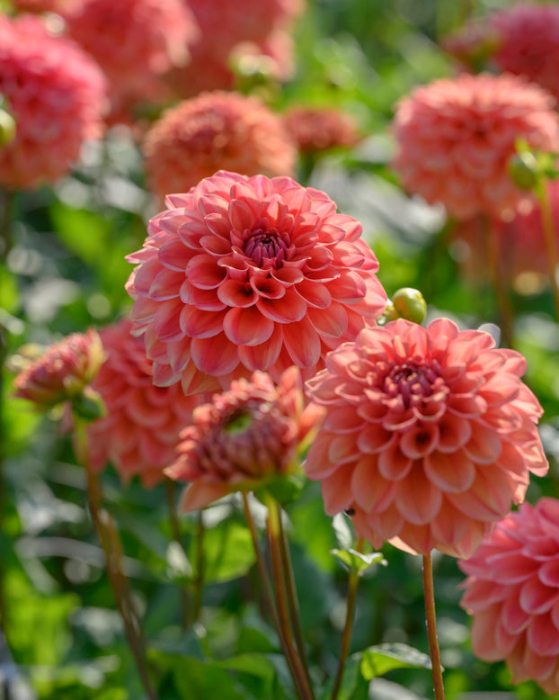 Dahlia 'Iced Tea'