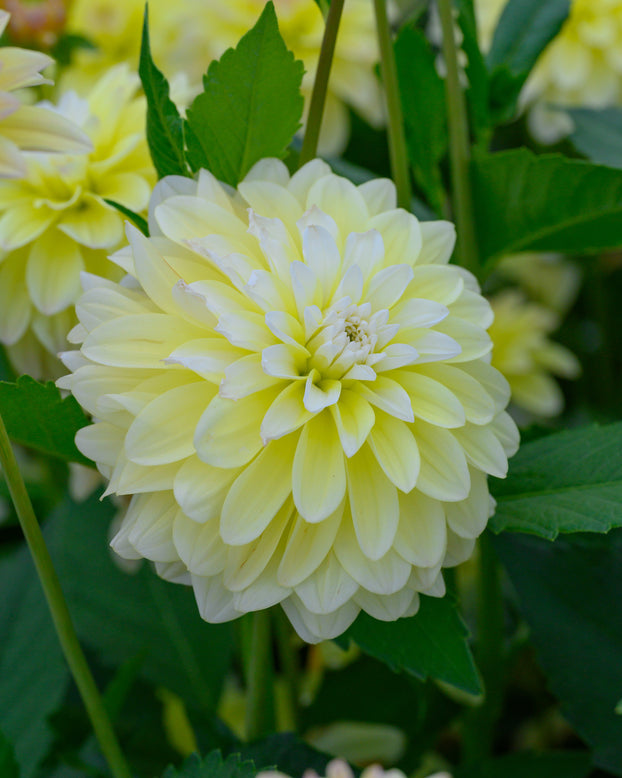 Dahlia 'Innocent Silence'