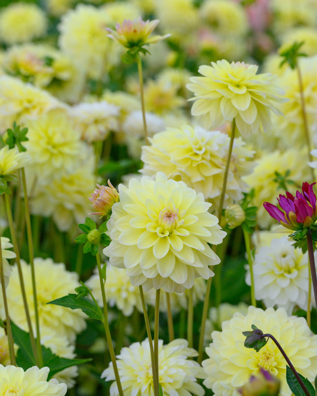 Dahlia 'Innocent Silence'