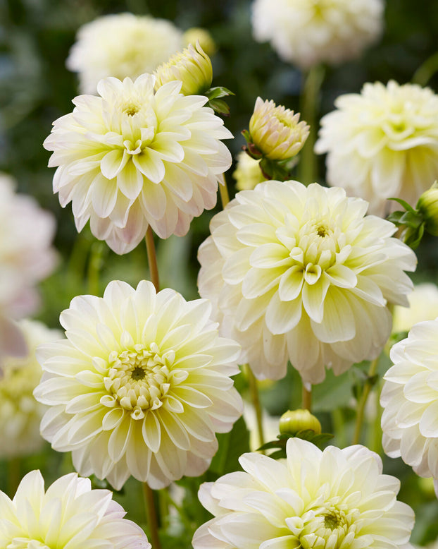 Dahlia 'Innocent Silence'
