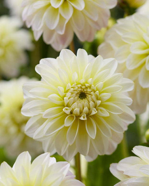 Dahlia 'Innocent Silence'