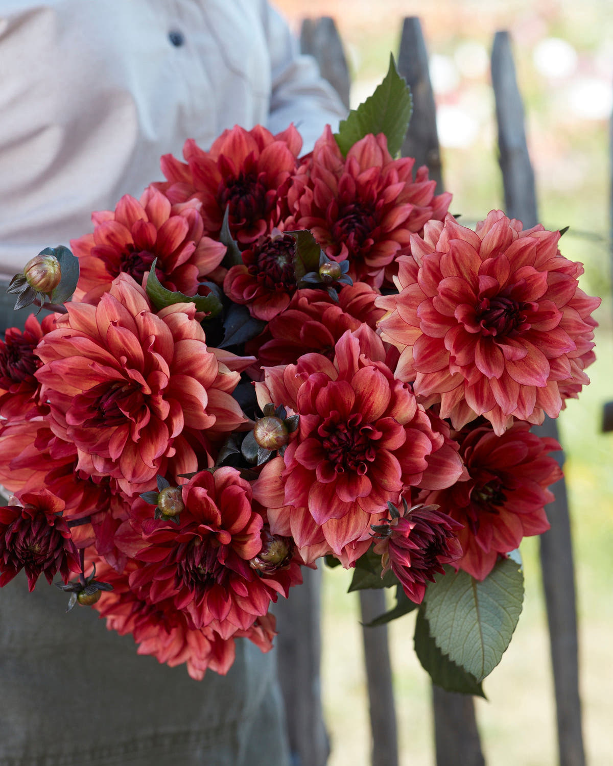 Dahlia 'Invitation'