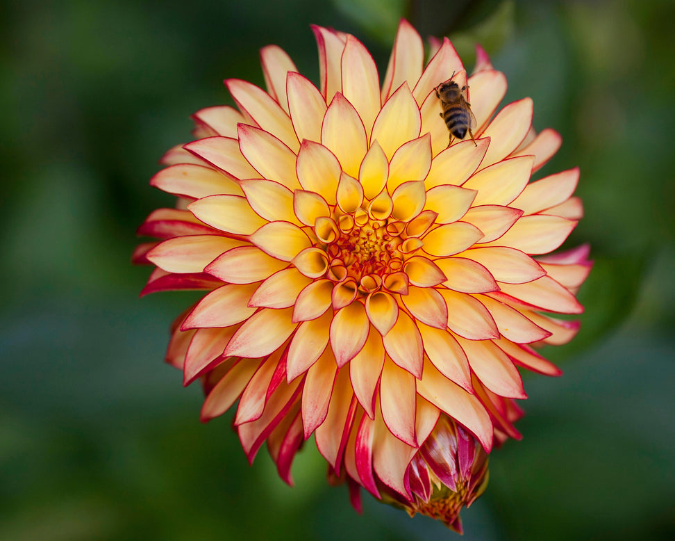 Dahlia 'Irish Pinwheel'