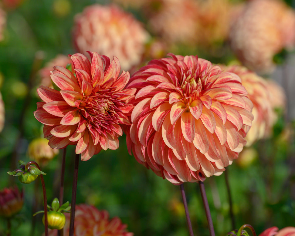 Dahlia 'Irish Pinwheel'