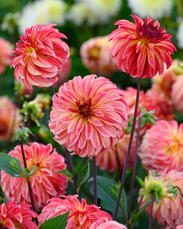 Dahlia 'Irish Pinwheel'