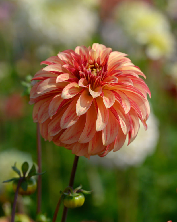 Dahlia 'Irish Pinwheel'