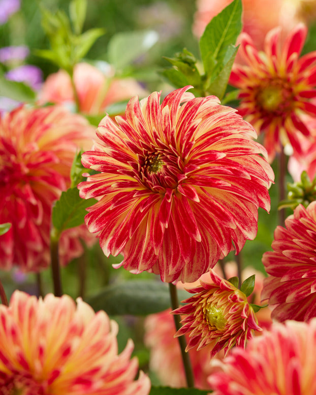 Dahlia 'Irish Pinwheel'