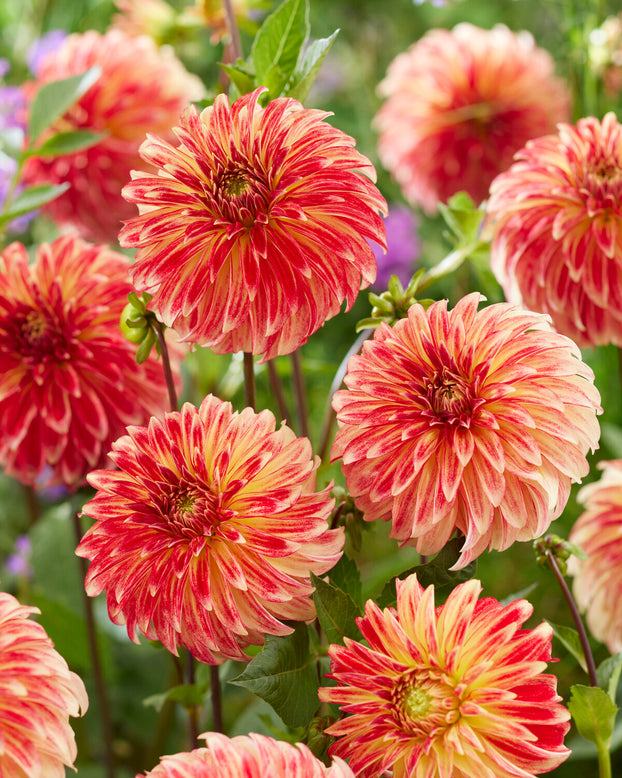 Dahlia 'Irish Pinwheel'