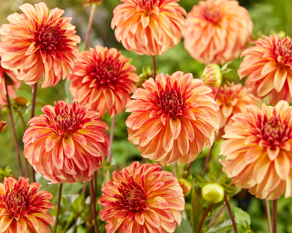 Dahlia 'Irish Pinwheel'