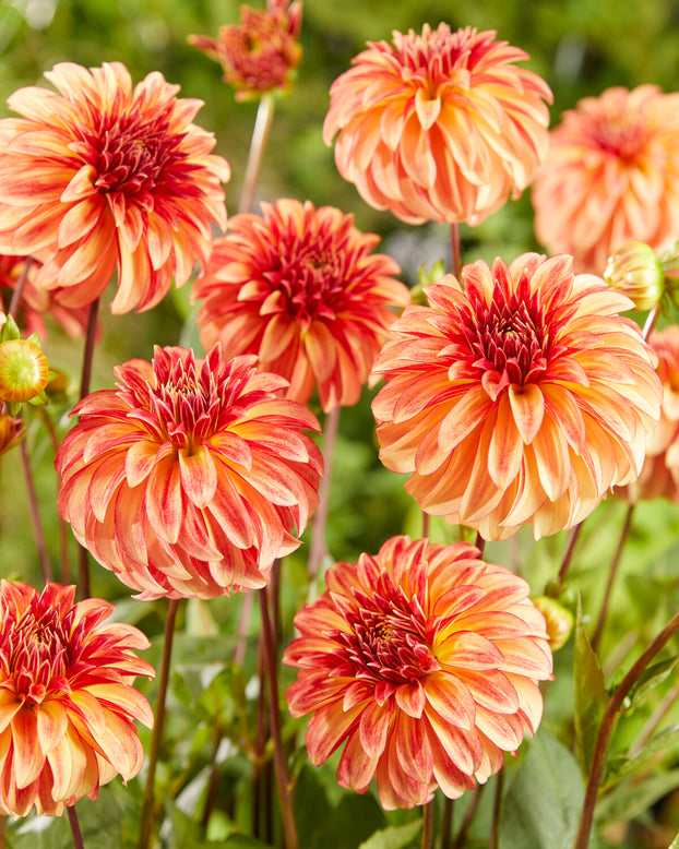 Dahlia 'Irish Pinwheel'