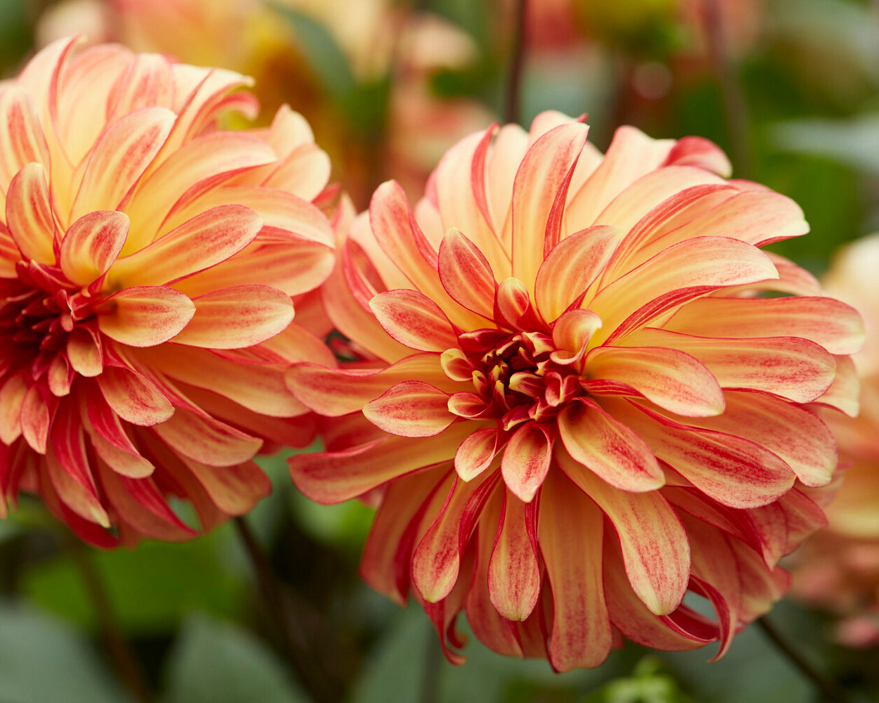 Dahlia 'Irish Pinwheel' tubers — Buy online at Farmer Gracy UK
