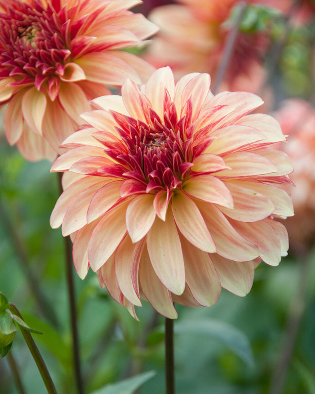 Dahlia 'Irish Pinwheel'