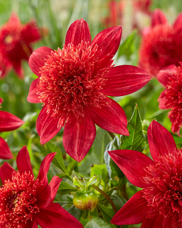Dahlia 'Jive'