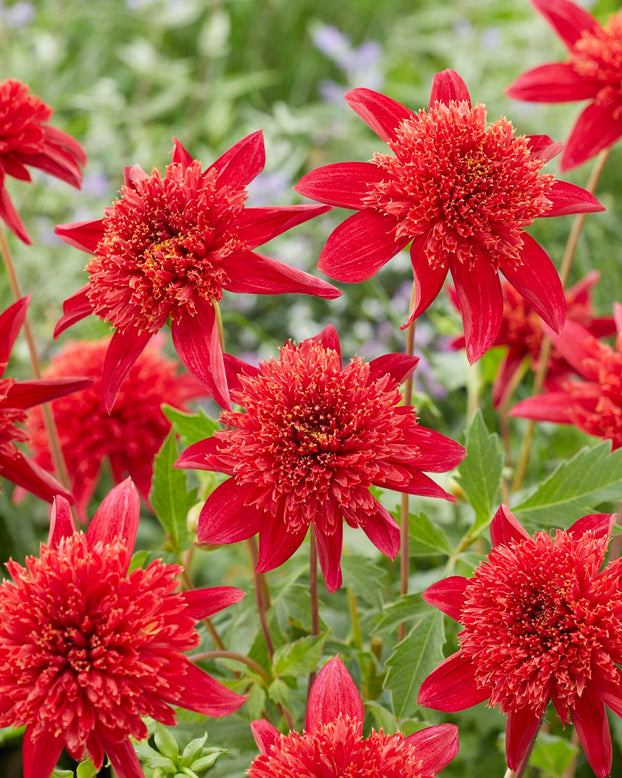 Dahlia 'Jive'