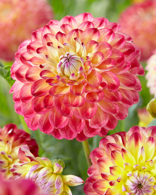 Dahlia 'Jowey Arenda'