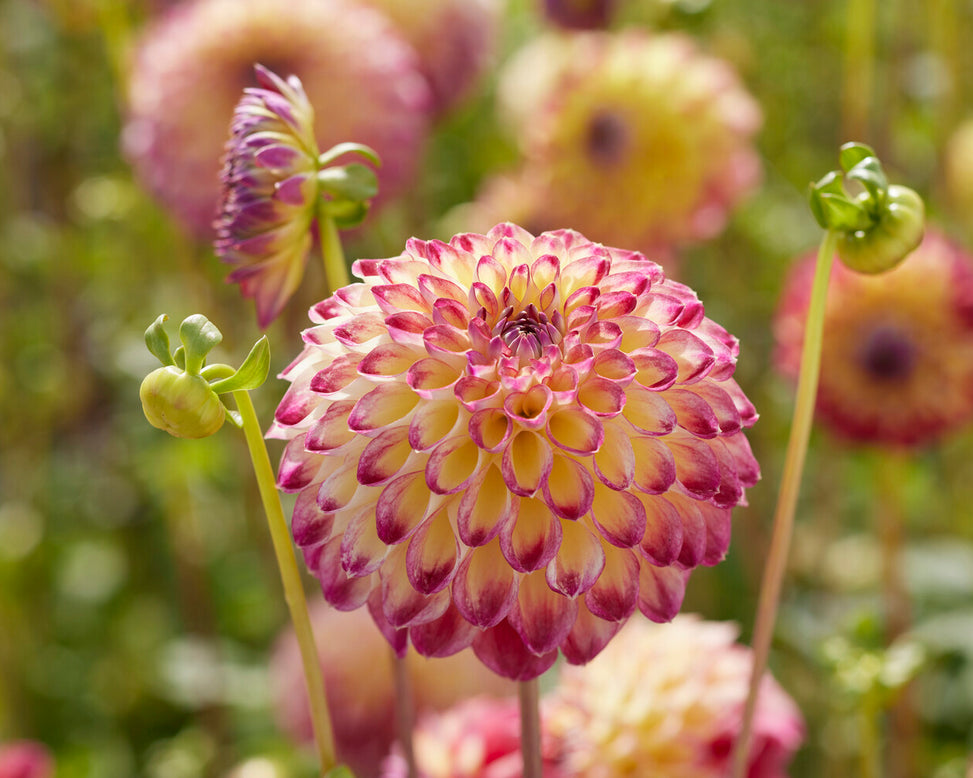 Dahlia 'Jowey Arenda'