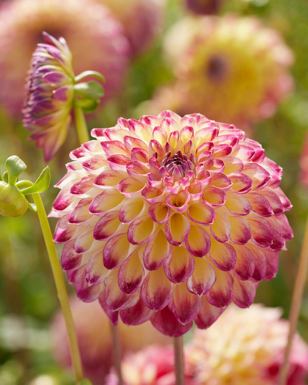 Dahlia 'Jowey Arenda'