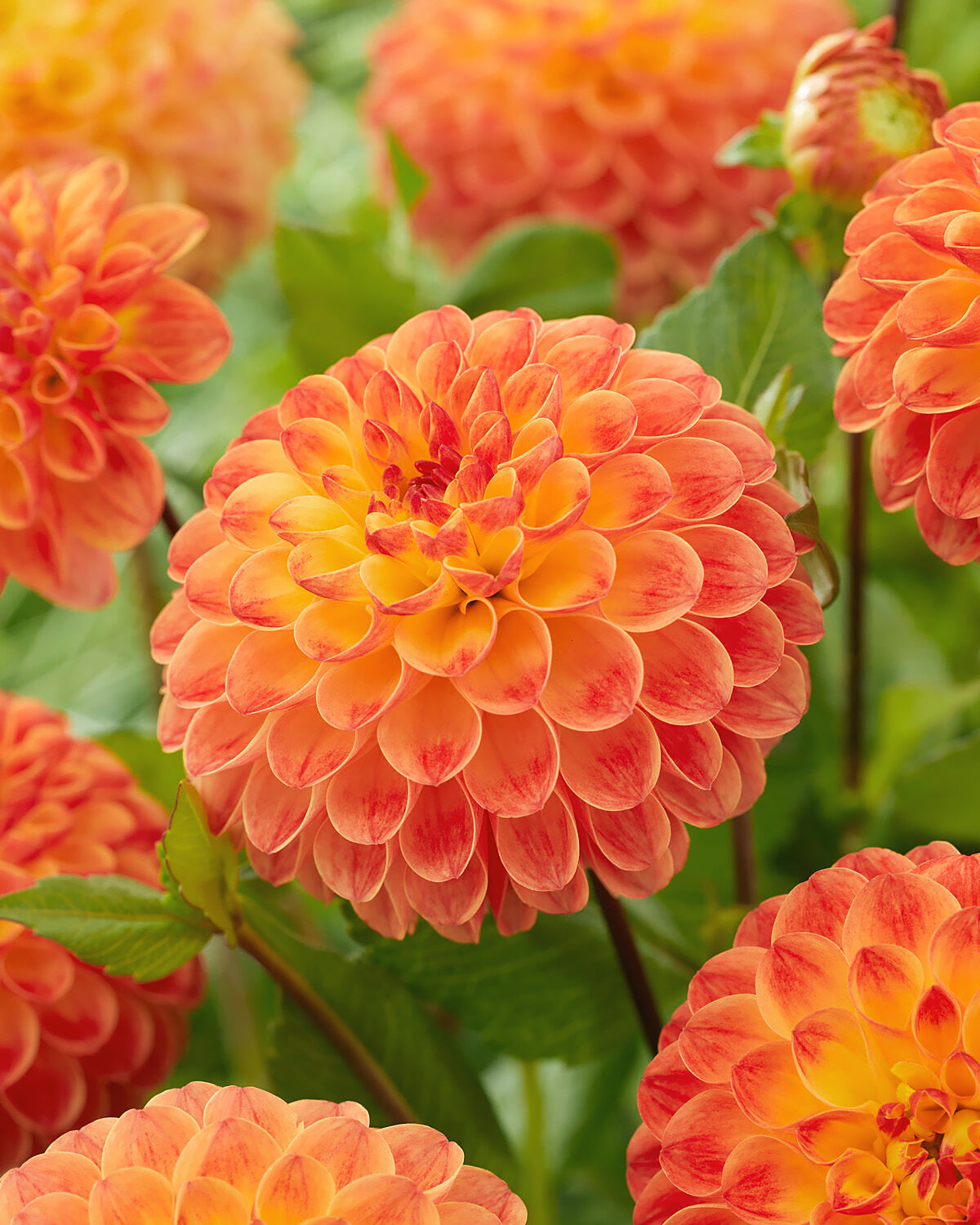 Dahlia 'Jowey Chantal' tubers | Buy online at Farmer Gracy UK