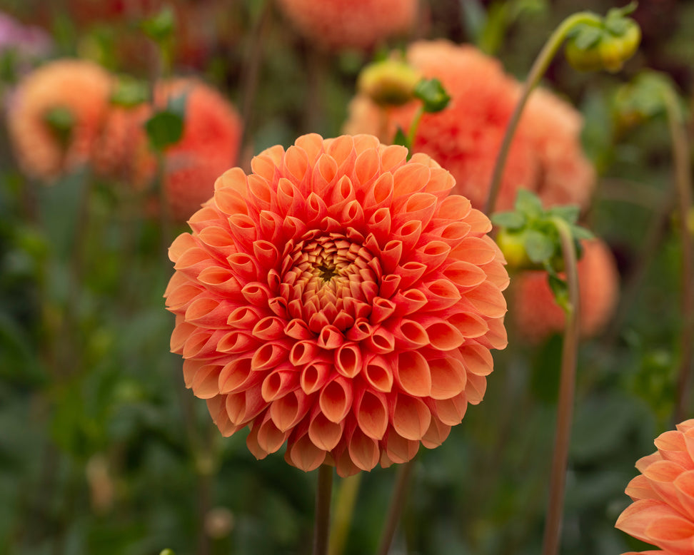 Dahlia 'Jowey Linda'