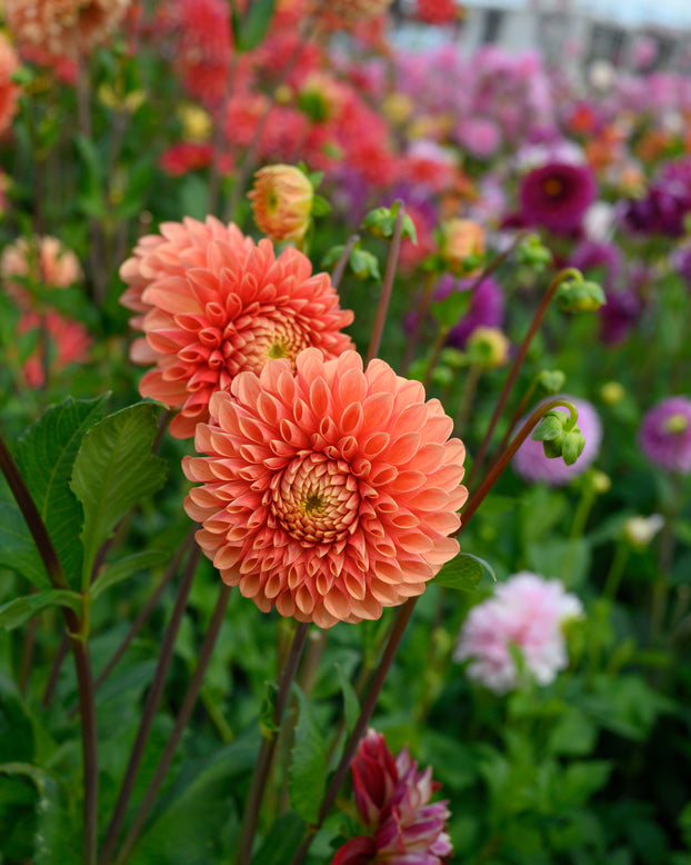 Dahlia 'Jowey Linda'