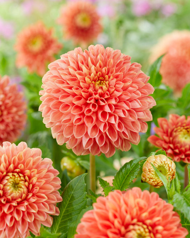 Dahlia 'Jowey Linda'