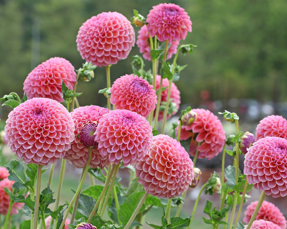 Dahlia 'Jowey Winnie'