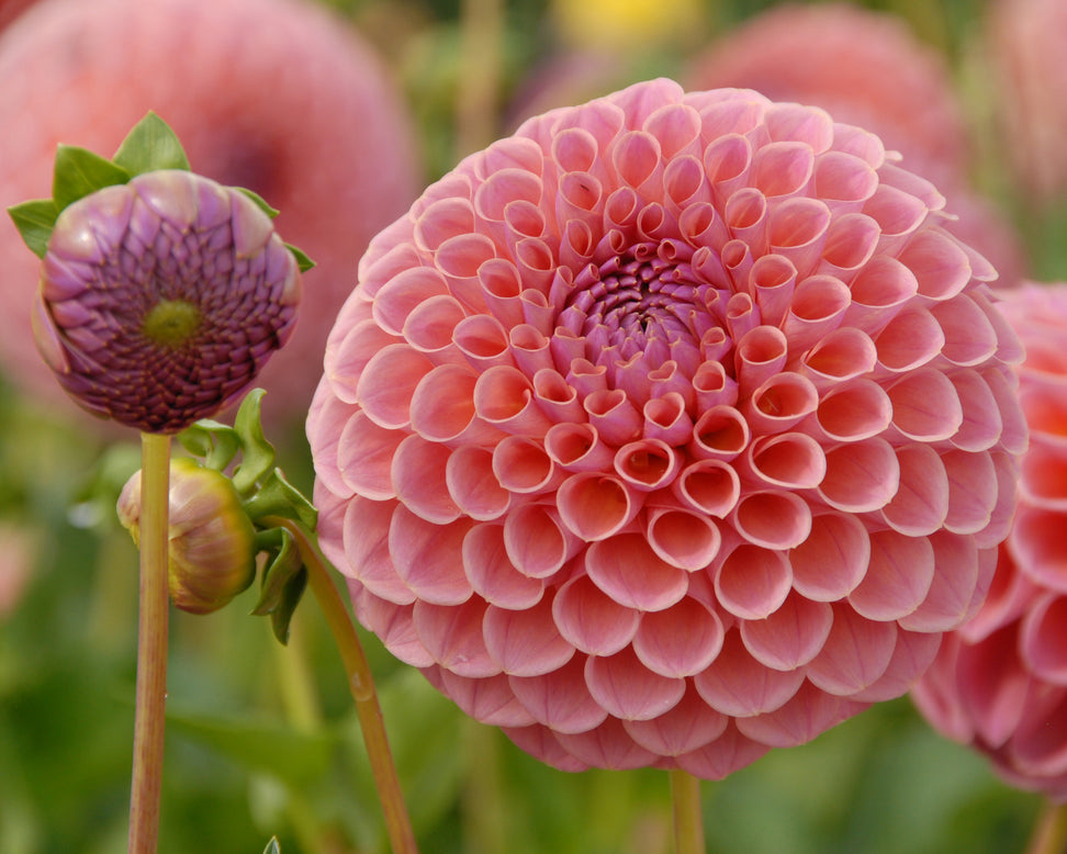 Dahlia 'Jowey Winnie'