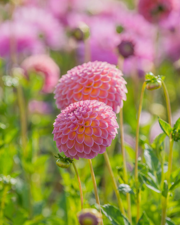 Dahlia 'Jowey Winnie'