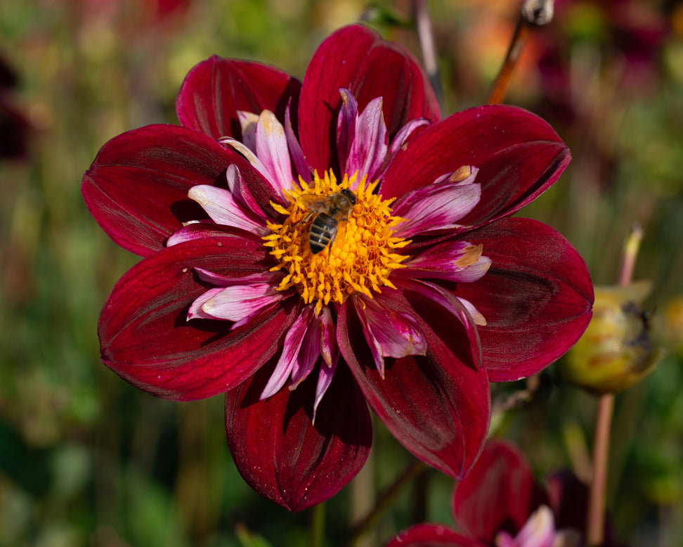 Dahlia 'Joyful Investment'