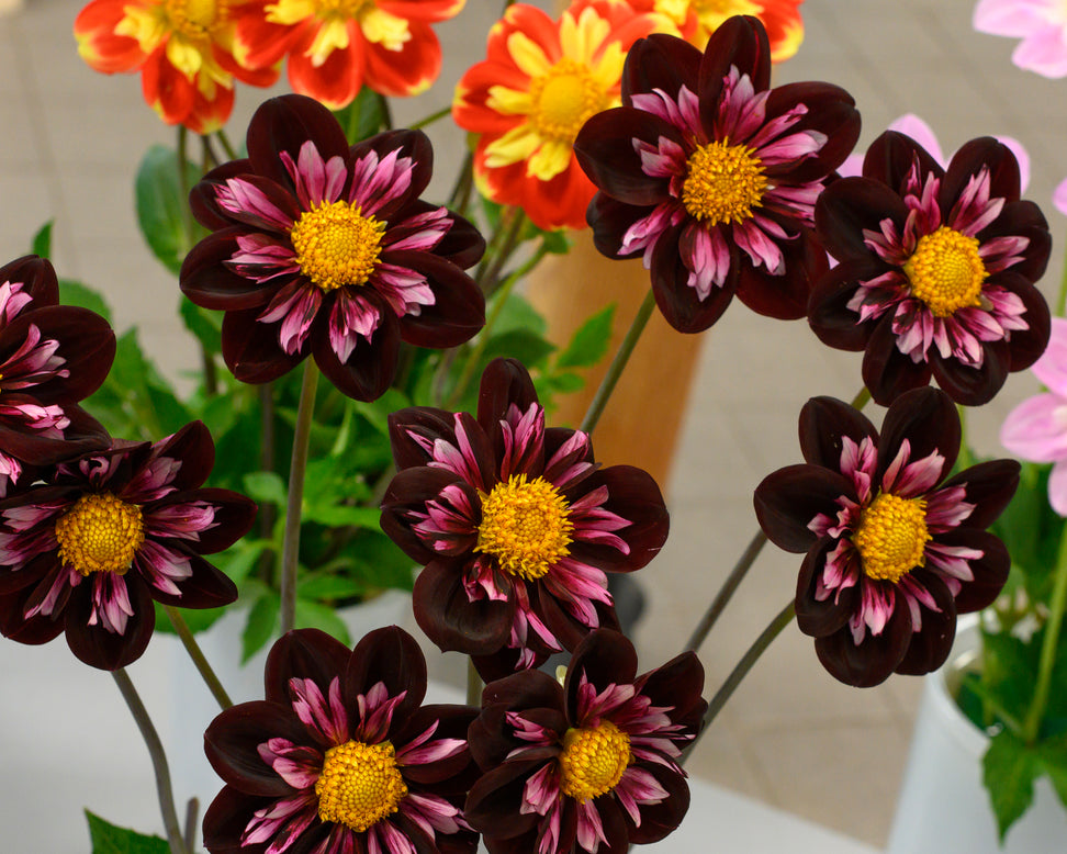 Dahlia 'Joyful Investment'